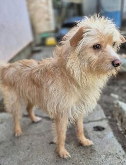 💜 Odin sucht sein Für-Immer-Zuhause 💜 - Kassel