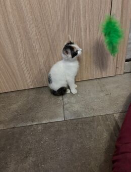 Hauskatzenbaby, Babykatze, Kitten - Berne