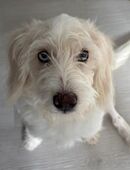 Labradoodle Merl Heterochromie in 56812