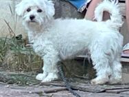Malterser Bichon Rüde - Bayreuth
