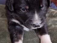 9 Aussidor Welpen suchen ein liebevolles Zuhause - Moßbach