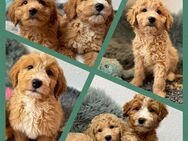 Goldendoodle F2 Welpen (ähnl Labradoodle, Golden Retriever, Medium Pudel, Tolling Retriever,) - Bad Hersfeld