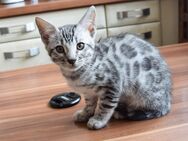 Attraktives silver Bengal Kitten aus seriöser Zucht - Melle