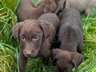 Familien Freundliche Schoko Labrador Welpen - Dortmund