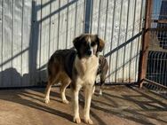 Hübsche CURAJ sucht liebes Zuhause - Neuberg