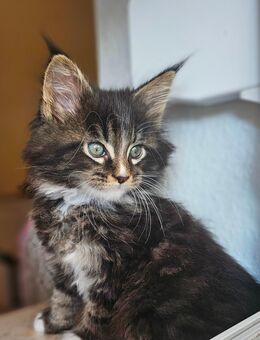 XXL Reinrassige Maine Coon Kitten - Gifhorn