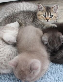 BKH Kitten aus liebevollen Händen - Remscheid