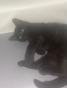 Kater kitten balu - Northeim Zentrum