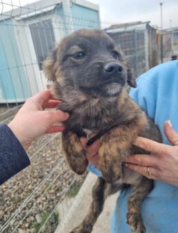 Oana von kettenlos - Bollingstedt