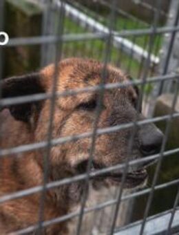 Enzo - Kumpel mit Herz - Berlin