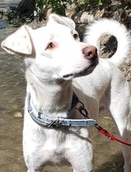 Pepito sucht Menschen mit Geduld - Laatzen