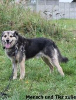 Benjy schüchtern, sehr sozial - Berlin