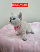 Reinrassige Kitten BKH in 56355