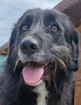 DELILAH - wer gibt ihr Hoffnung auf Lieb - Hof