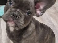 Französischen Bulldogge Hündin - Ziethen (Schleswig-Holstein)