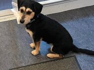 Terriernix in liebevolle Hände abzugeben! - Frankfurt (Main)