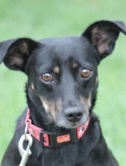 Amelie - liebevolle Hündin - Lohmar