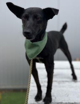 Chanel - Soziale, agile Hündin - Berlin