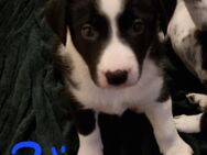 Border Collie Dalmatiner Appenzeller Welpen - Marburg