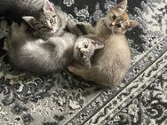 Bkh kitten mit Mischling von Papa - Berlin Reinickendorf
