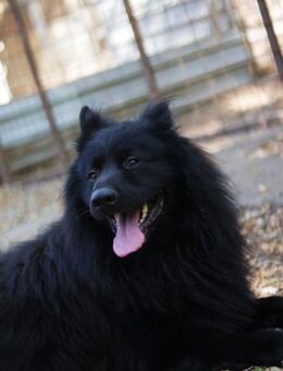 Buggie, lebensfroher Rüde, ca. 8 Jahre - Vaterstetten