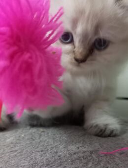 Britisch Kitten - Erbach (Hessen)