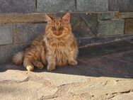 Whiskas Königlich schön - Rostock