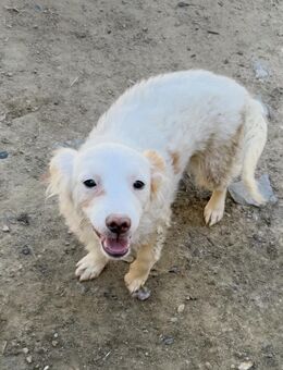 Tolle Chihuahua/Dackelhündin Rosy sucht# - Essen
