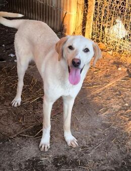 Mimi - Lebensfrohe Hündinnen - Tettau (Bayern)