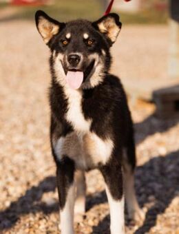Husky-Mix♥Khan♥ fit, freundlich und klug - Hamburg