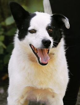 Pfote sucht HERZ = sozialer BRUCE ♥️ - München