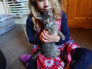 Maine coon Mix Kitten Braun getiegert Abgabebereit - Karstädt (Brandenburg)