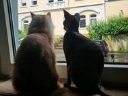 Ungleiches Katzenpaar Maine Coon und Sphynx - Hagen (Stadt der FernUniversität) Eilpe