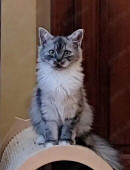 Sibirische Waldkatze Mix - Rostock Lichtenhagen