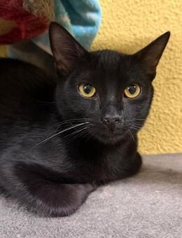 Jazz; schwarzer Kater mit Liebe im Herze - Geilenkirchen