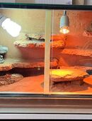 1.3 Paroedura picta Madagaskar Großkopfgeckos abzugeben inkl. Terrarium 80x40x40 mit Zubehör in 24401