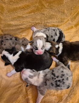 5 Alternativ Bulldogg welpen - Asendorf (Landkreis Diepholz)