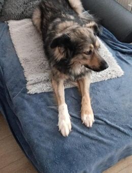 Traumhund BEAUTY - Augsburg