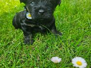 Süße kleine Yorkshire Terrier - Bolonka Mix - Putlitz