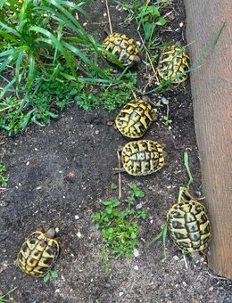 Griechische Landschildkröten - Neustadt (Coburg)