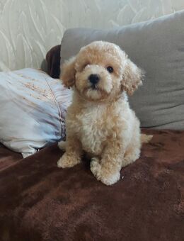 Maltipoo Welpen - Kaufbeuren