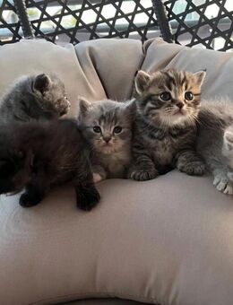 Babykatzen BKH und Bengal Mix - Tettnang