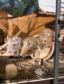 3 Degu Weibchen - Ummendorf (Baden-Württemberg)