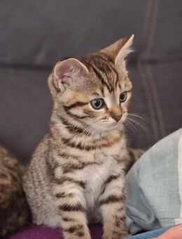 Zwei Kätzchen suchen ein liebevolles Zuhause - Bienenbüttel