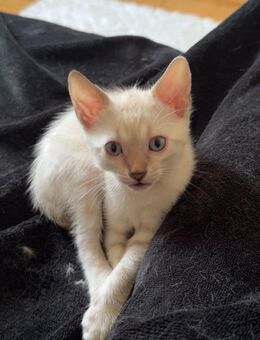 Snow Bengal Kitten - Rosenheim