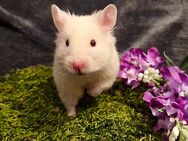 Goldhamster Männchen - Baunatal