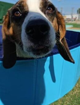 Beagle Franco - Berlin