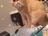 Exotic shorthair Kater kastriert in gute Hände abzugeben - Ludwigshafen (Rhein)