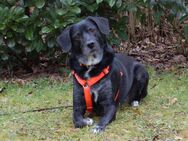 Graciella - Labrador-Mix - 8 Jahre - Tierhilfe Franken e.V. - Lauf (Pegnitz) Zentrum