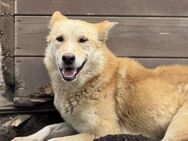 Finn ist unser Pechvogel 🐾 - Elsdorf (Nordrhein-Westfalen)
